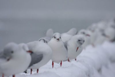 Birds perching on snow field