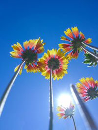 Low angle view of flowering plants against blue sky