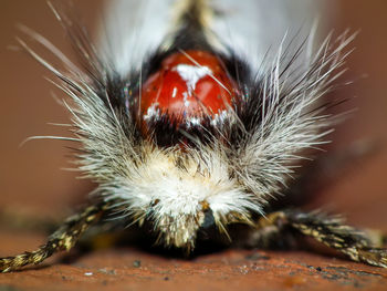 Close-up of spider