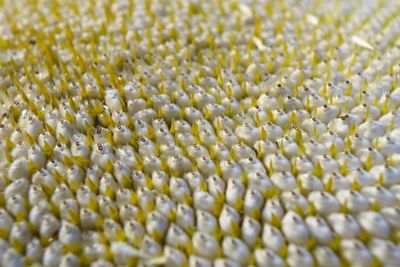 Full frame shot of white flowering plant