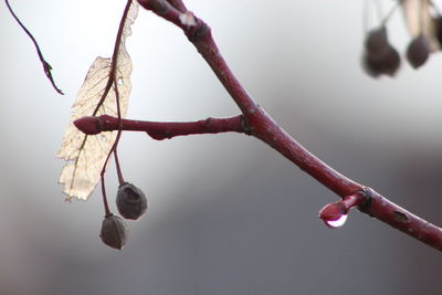 Close-up of twig on branch