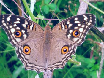 Close-up of butterfly perching on leaf