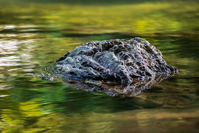 Close-up of turtle on rock in lake