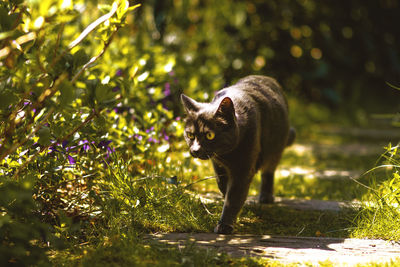 Portrait of cat