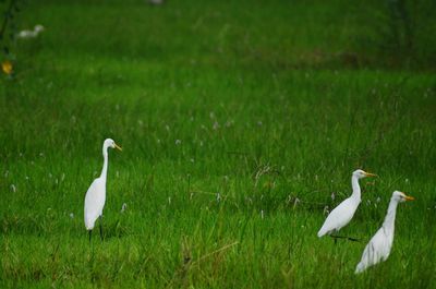 White bird on field