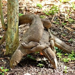 Close-up of lizards