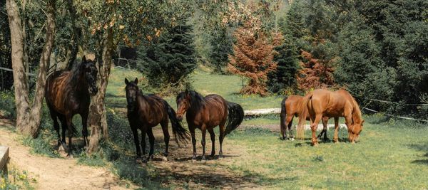 Horses in a field