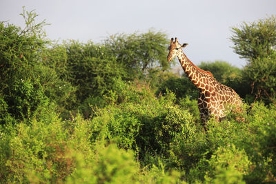 Massai-giraffe in tsavo east national park, kenya, africa