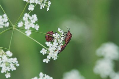 Close-up of butterfly on flower