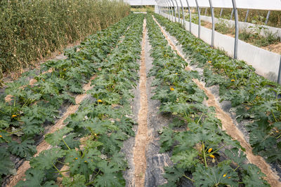 Plants growing on field