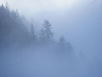 Low angle view of trees during winter against sky