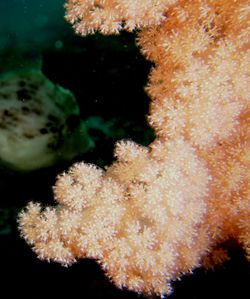 Close-up of jellyfish swimming in sea