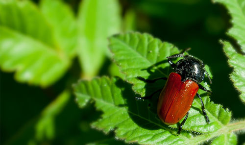 Close-up of insect on plant