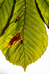 Close-up of maple leaves on plant