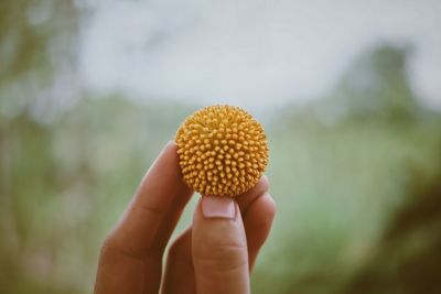 Close-up of hand holding yellow flower