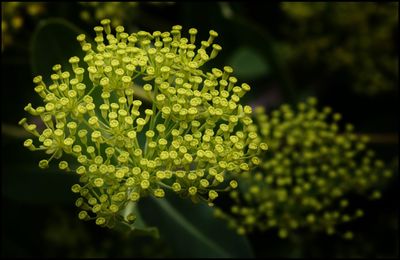 Close-up of yellow flowering plant