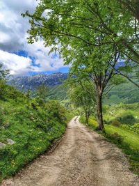 Road amidst trees and plants against sky