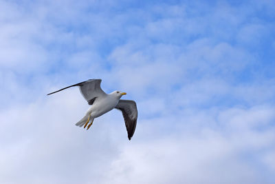 Low angle view of seagull flying