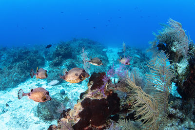 Colourful reef bahamas underwater