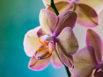 Close-up of pink orchid