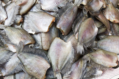 High angle view of fish for sale in market