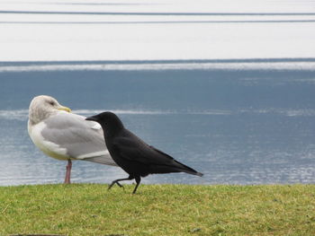 Seagull perching on a beach