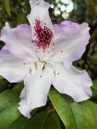 Close-up of white rose flower