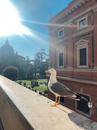 Seagull perching on a building