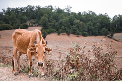 Cow standing in a field