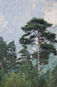 Low angle view of pine tree in forest