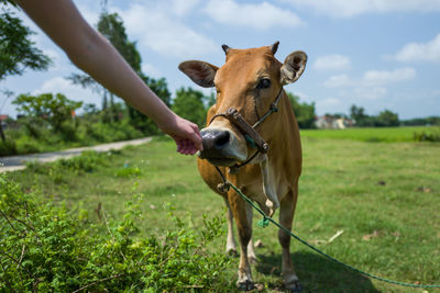 Cropped hand touching cow on field against sky