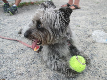 Dog sticking out tongue