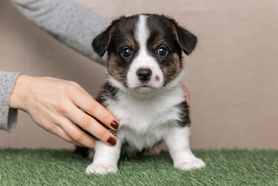 Welsh corgi cardigan cute fluffy dog puppy. close-up portrait of puppy, funny animal