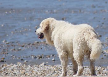 White dog standing on beach