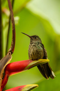 Close-up of bird perching on plant