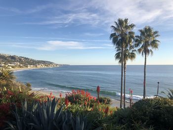 Scenic view of palm trees by sea against sky