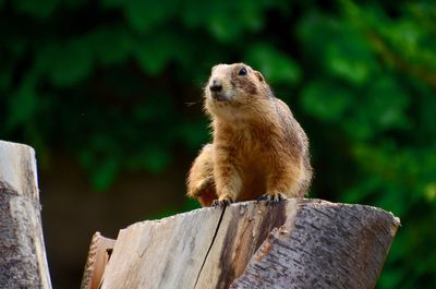 Close-up of a squirrel on tree stump