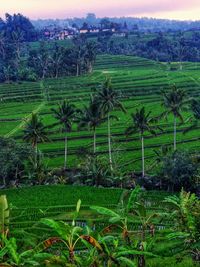 Scenic view of agricultural field