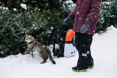 Outdoor cat care in winter. cold weather cat safety. cats in winter. little boy walking with