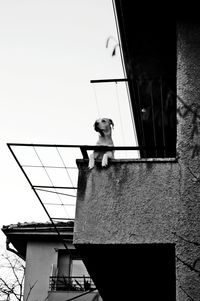 Low angle view of dog against sky