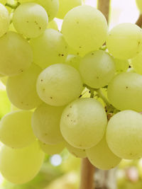 Close-up of vegetables
