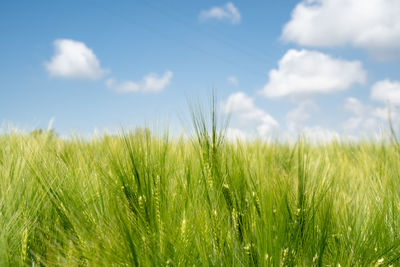 Crops growing on field against sky