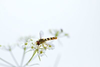 Close-up of hoverfly on small flowers against clear sky