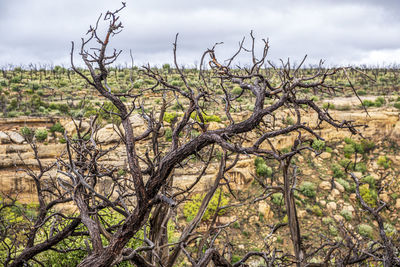 Bare tree on field against sky