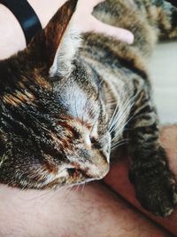 Close-up of hand feeding cat