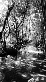 Road passing through forest