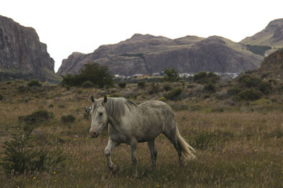 View of a horse on field