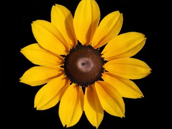 Close-up of sunflower against black background