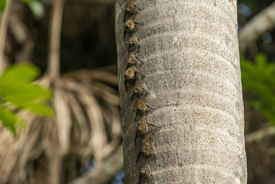 Close-up of tree trunk in forest