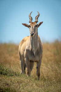 Common eland stands in grass facing camera